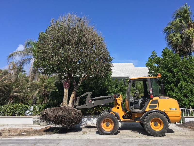 Tree Service